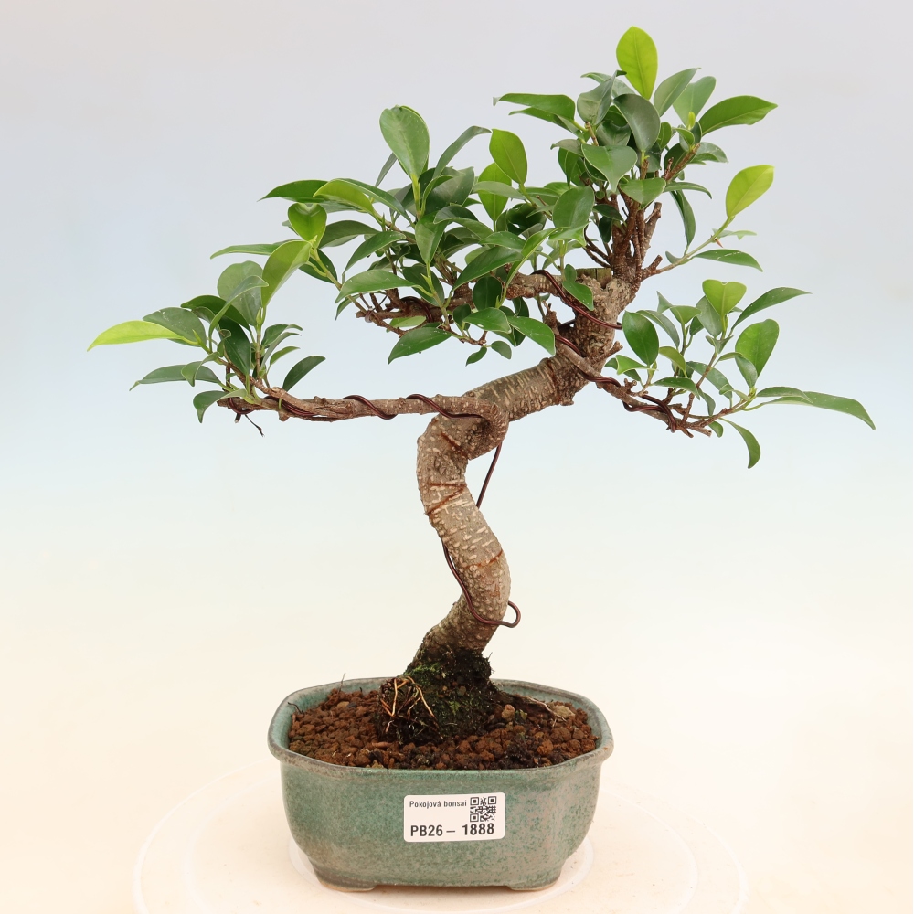 Zimmerbonsai - Ficus retusa - Kleinblättriger Ficus