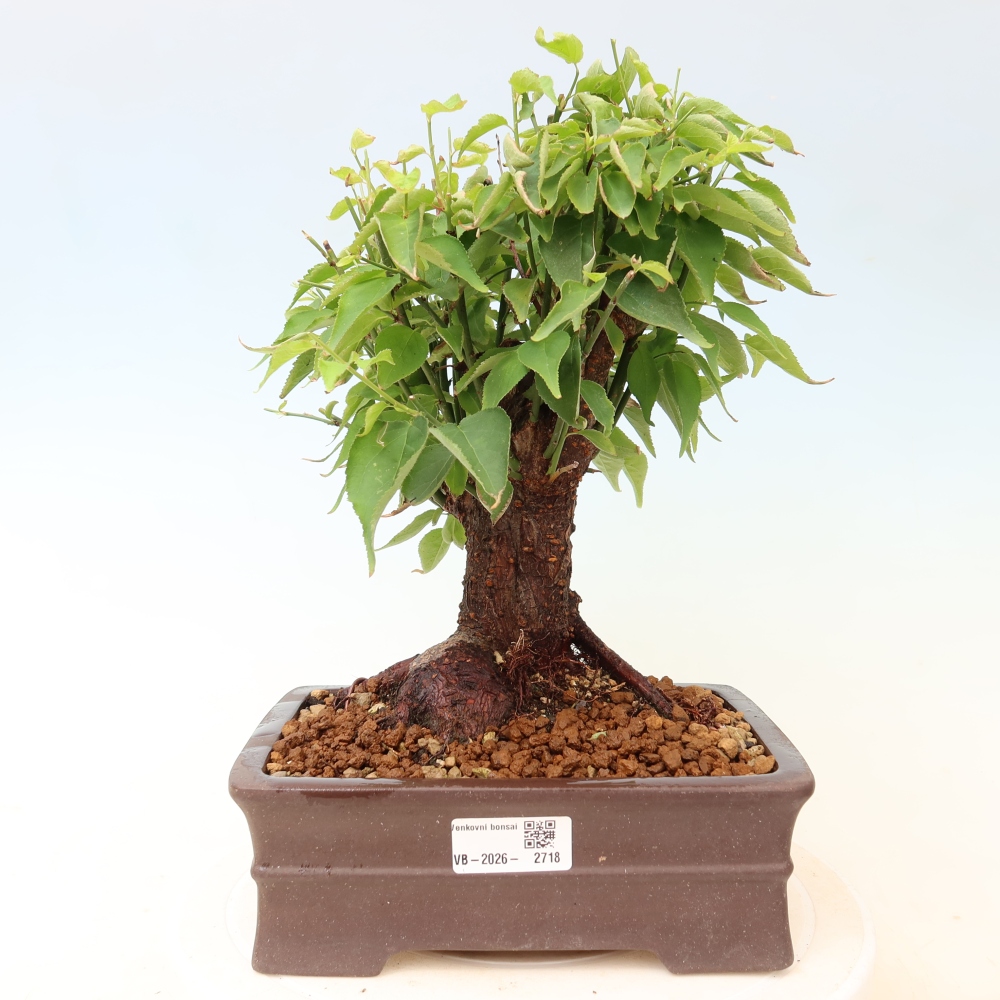 Bonsai für den Außenbereich – Japanischer Aprikosenbaum – Prunus Mume