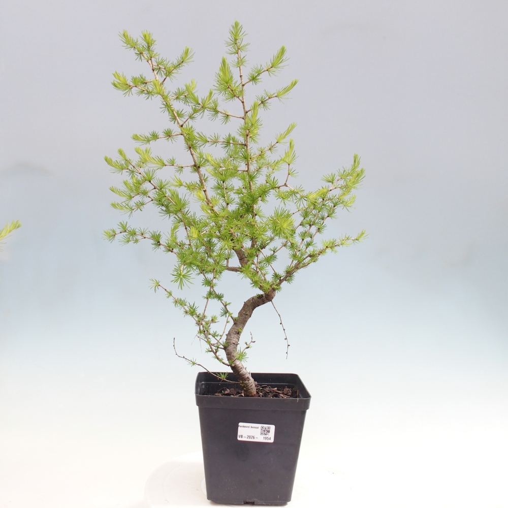 Bonsai für draußen -Larix decidua - Lärche