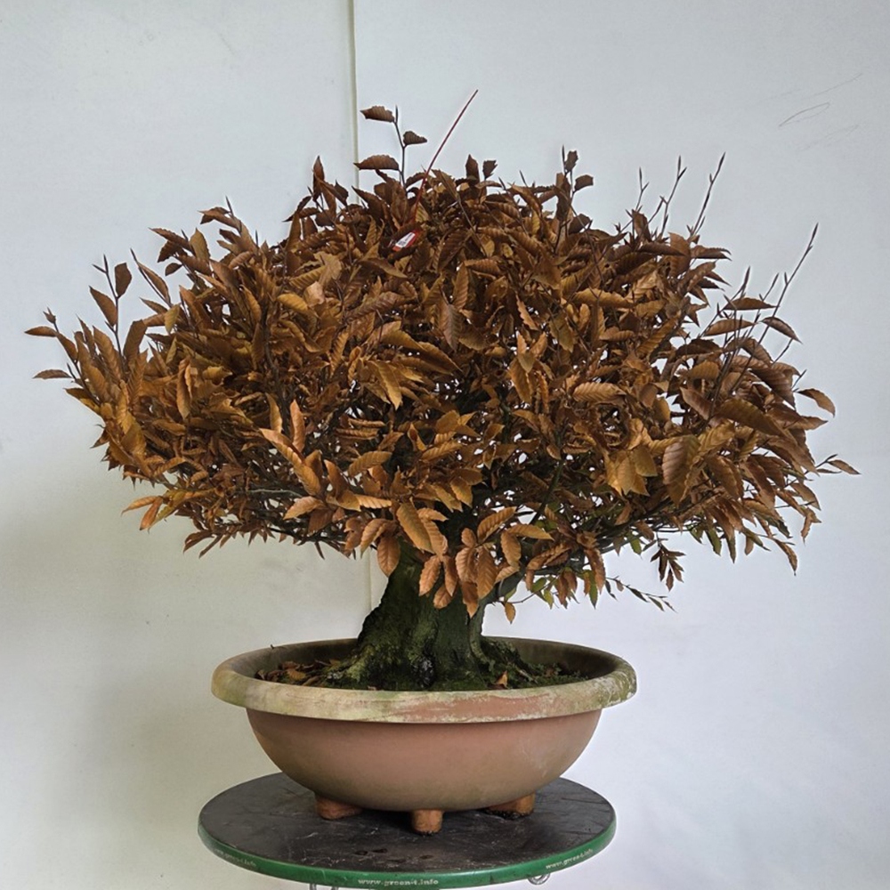 Bonsai für draußen - Fagus crenata
