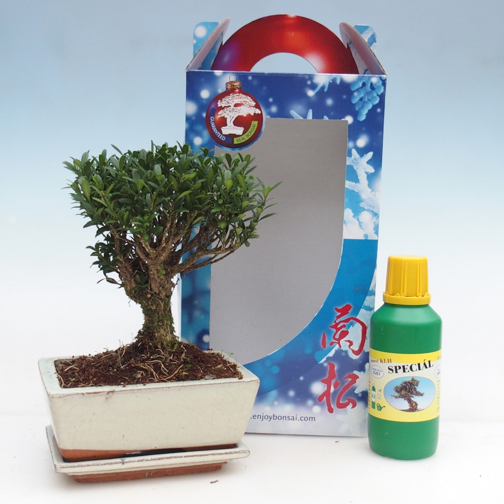 Zimmerbonsai im Geschenkkarton