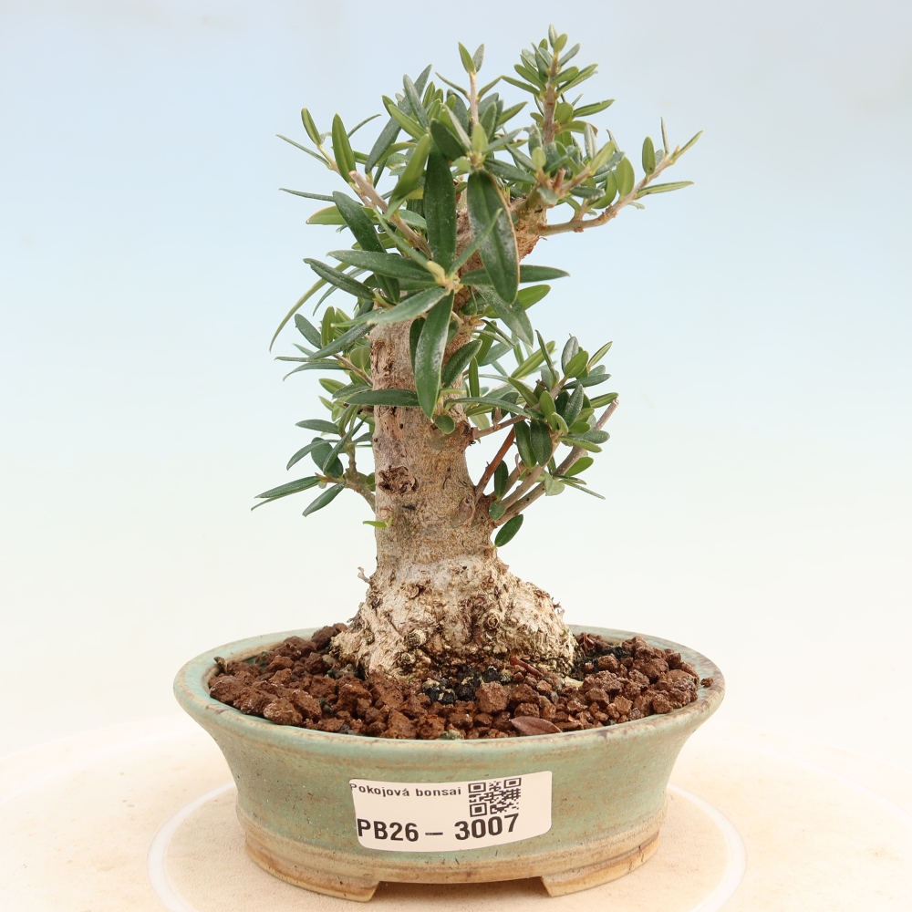 Zimmerbonsai - Olea europaea sylvestris
