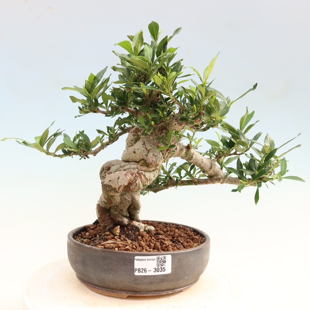 Zimmer Bonsai - Gardenia jasminoides-Gardenia