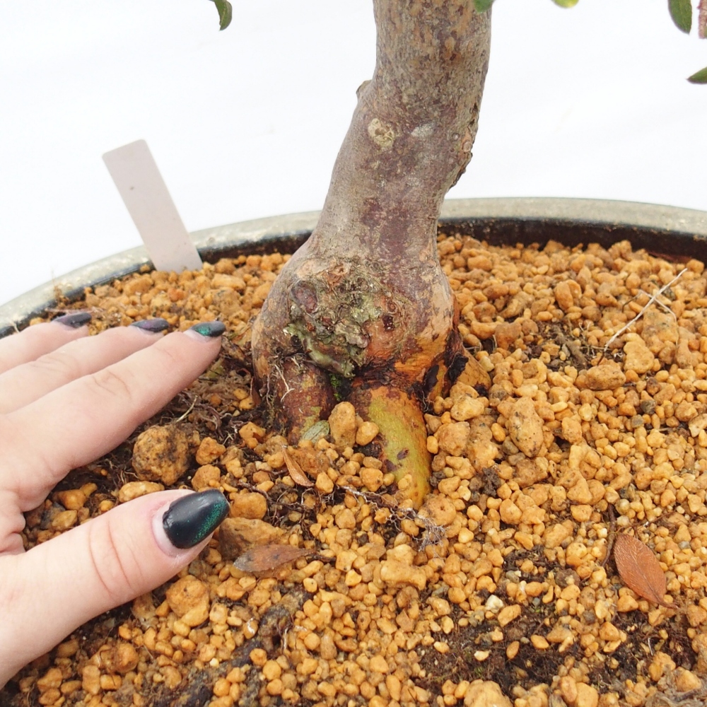 Bonsai für draußen - Japanische Azalee - Azalee Akari
