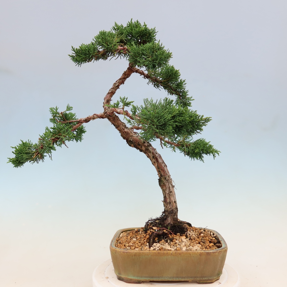 Bonsai für draußen - Juniperus chinensis Kishu