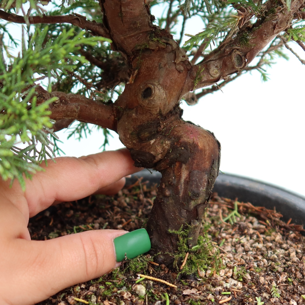 Bonsai für draußen - Juniperus chinensis Itoigawa-Juniperus chinensis