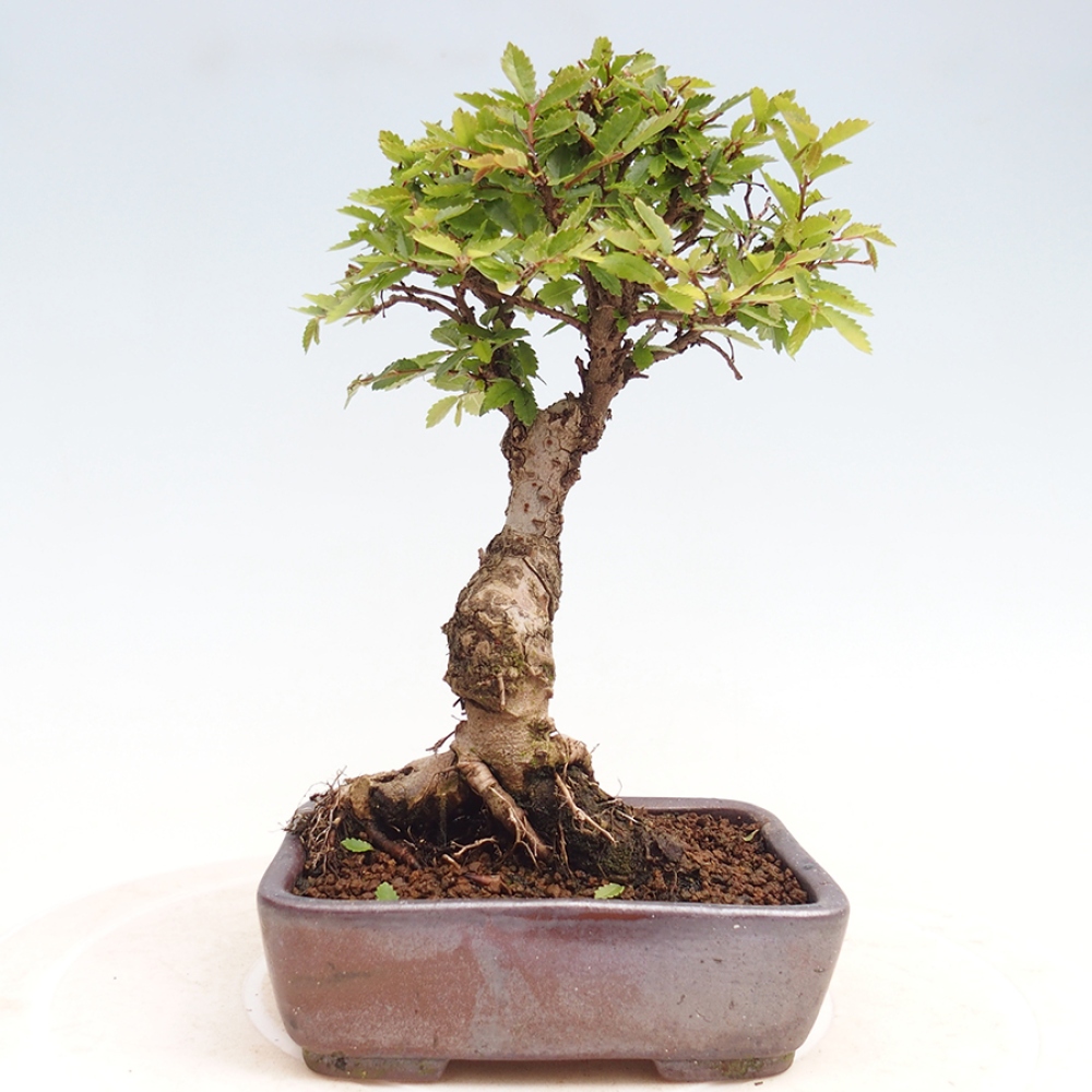 Bonsai für draußen - Zelkova - Zelkova NIRE