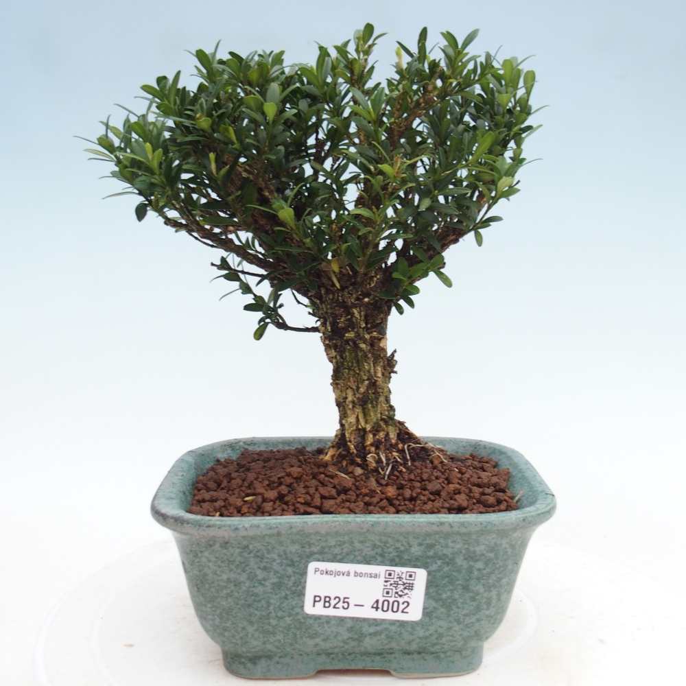 Zimmer Bonsai - Buxus harlandii - Korkbuxus