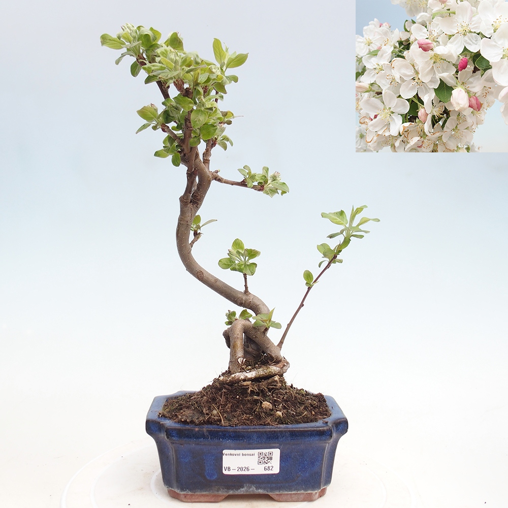 Outdoor-Bonsai -Malus halliana - Kleinfrüchtiger Apfelbaum