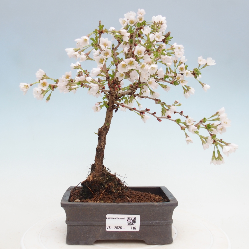 Bonsai für draußen - Prunus incisa Kojou-no mai-Plivon ausgeschnitten