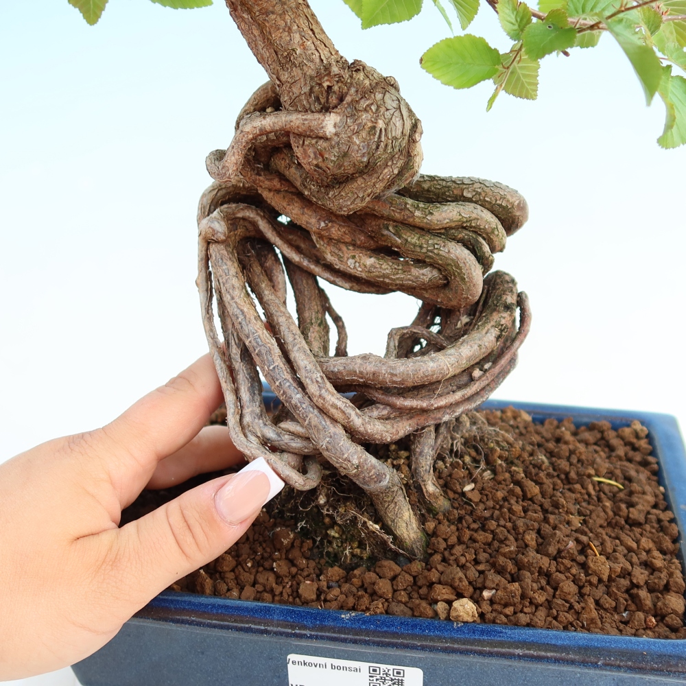 Bonsai für draußen - Karpinus Coreana - Koreanische Hainbuche