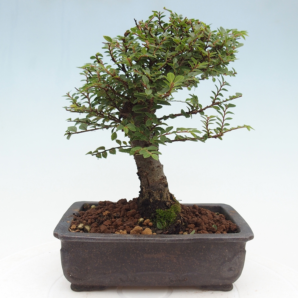 Bonsai für draußen - Ulmus parvifolia Hokkaido - Chinesische Ulme