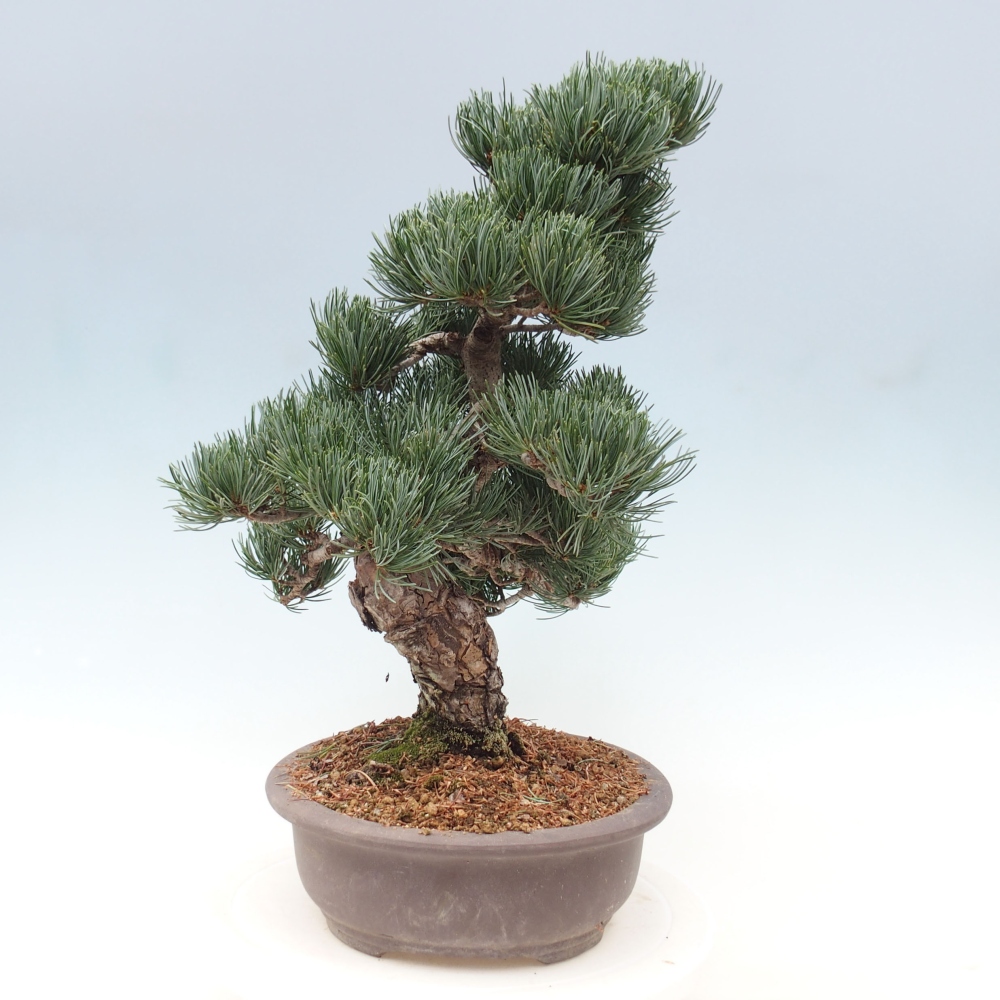 Bonsai für draußen - Pinus parviflora - Pinus parviflora