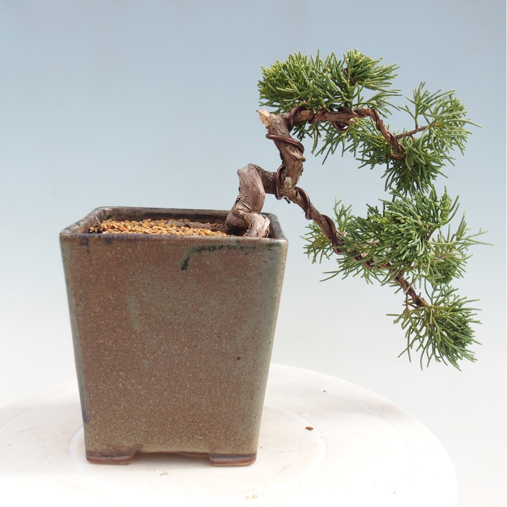 Bonsai für draußen - Juniperus chinensis Kishu