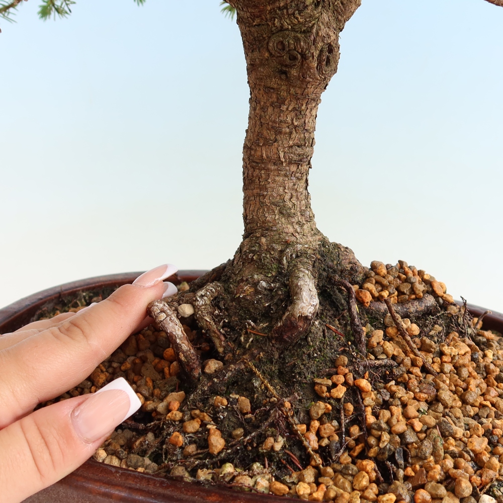 Bonsai für den Außenbereich – Picea glauca Echiniformis – Graufichte