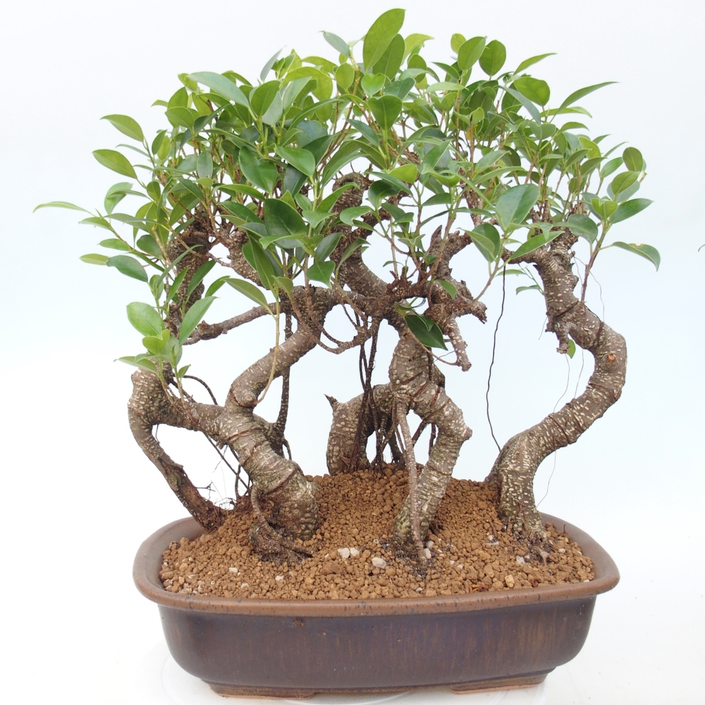 Zimmerbonsai - Ficus kimmen - Kleinblättriger Ficus
