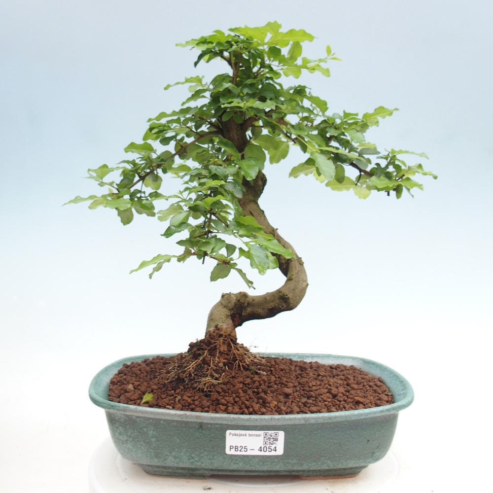 Zimmer Bonsai -Ligustrum chinensis - Vogelschnabel