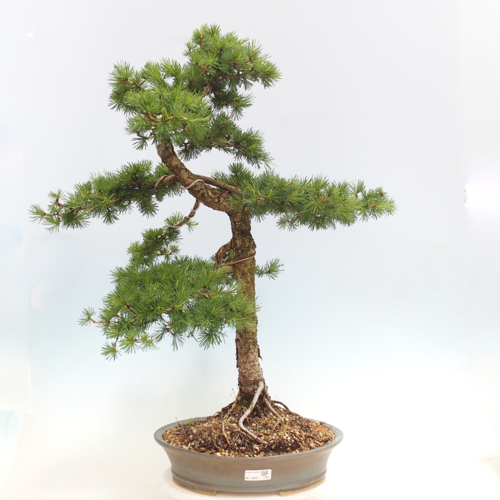 Bonsai für draußen -Larix decidua - Lärche