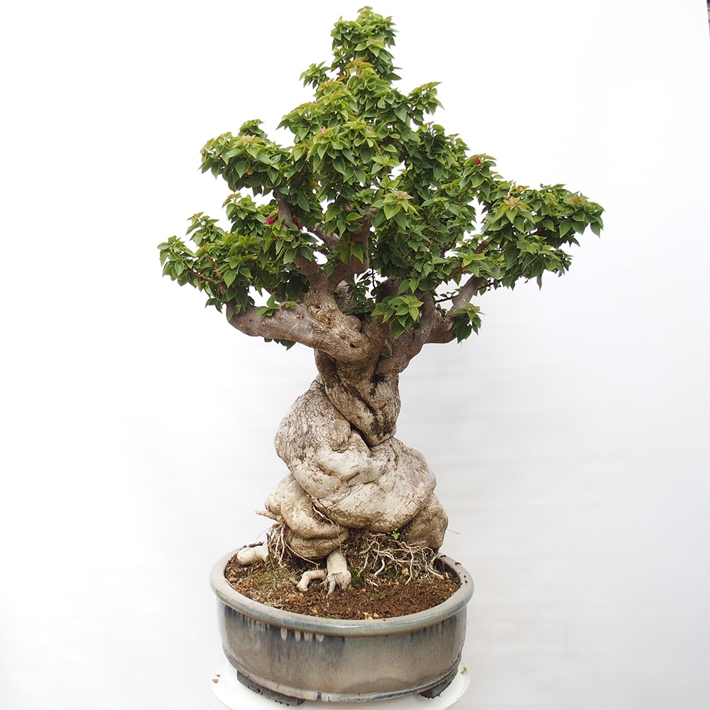 Zimmer Bonsai - Bouganwilea