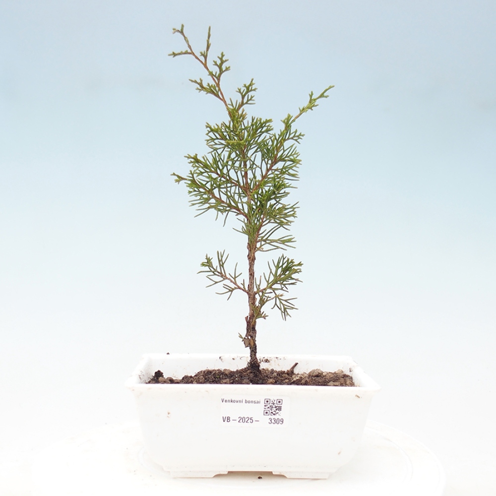 Bonsai für draußen - Juniperus chinensis Itoigawa