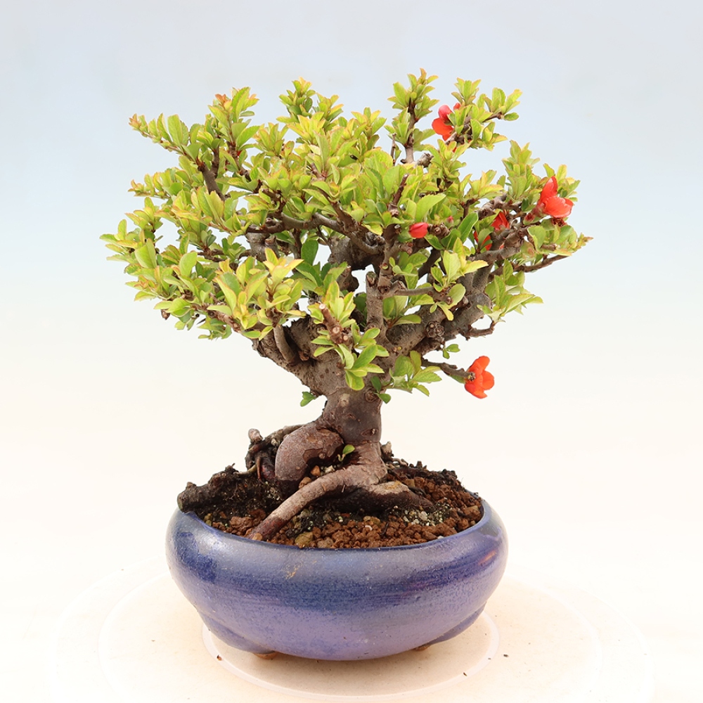 Bonsai für draußen - Chaneomeles speciosa Chojubai