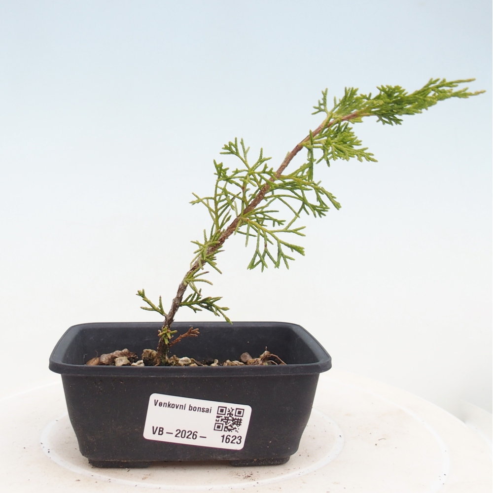 Bonsai für draußen - Juniperus chinensis Itoigawa