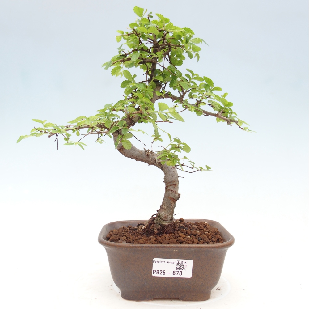 Zimmerbonsai - Ulmus parvifolia - Kleinblättrige Ulme