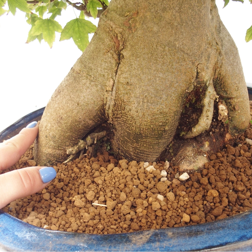 Bonsai für draußen - Acer Buergerianum - Bergahorn