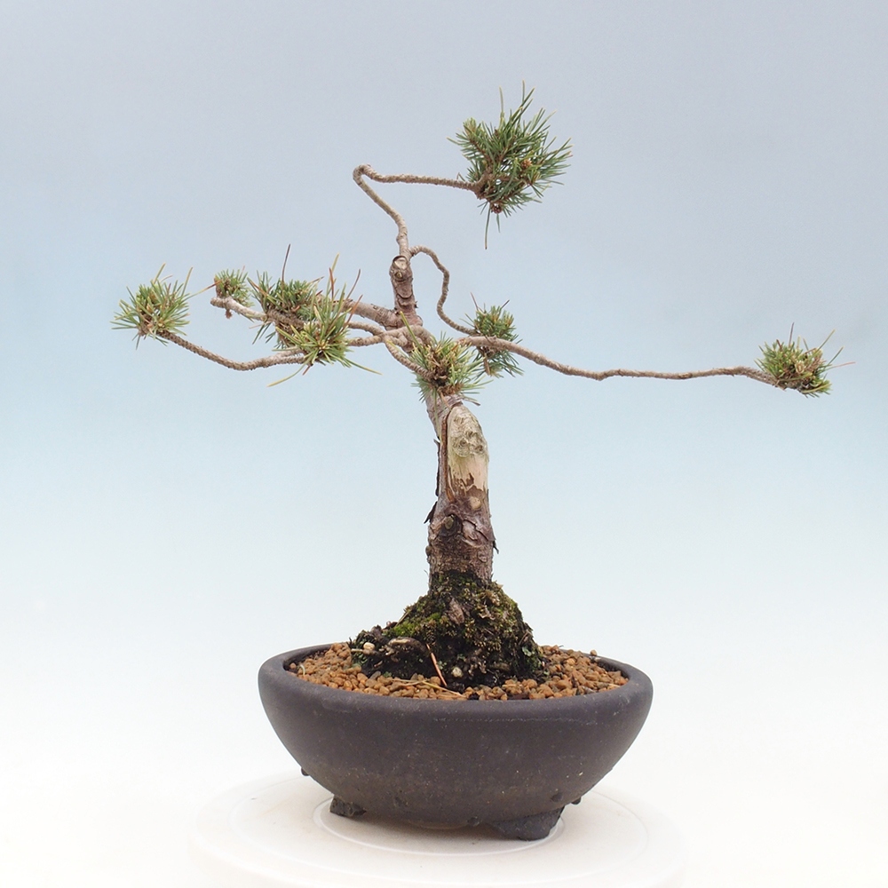 Bonsai für draußen - Pinus Sylvestris Watererri - Waldkiefer