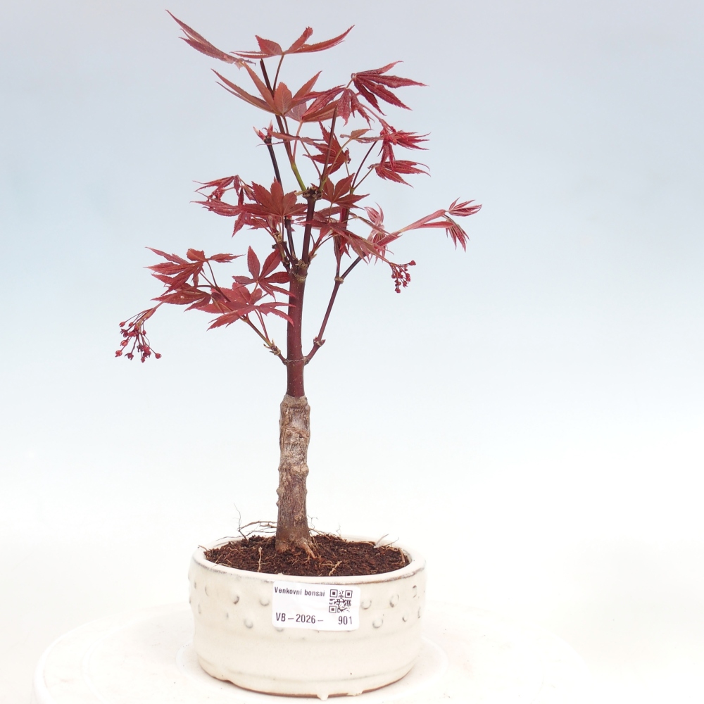 Bonsai für draußen - Acer-Palme. Atropurpureum-Javor palmate