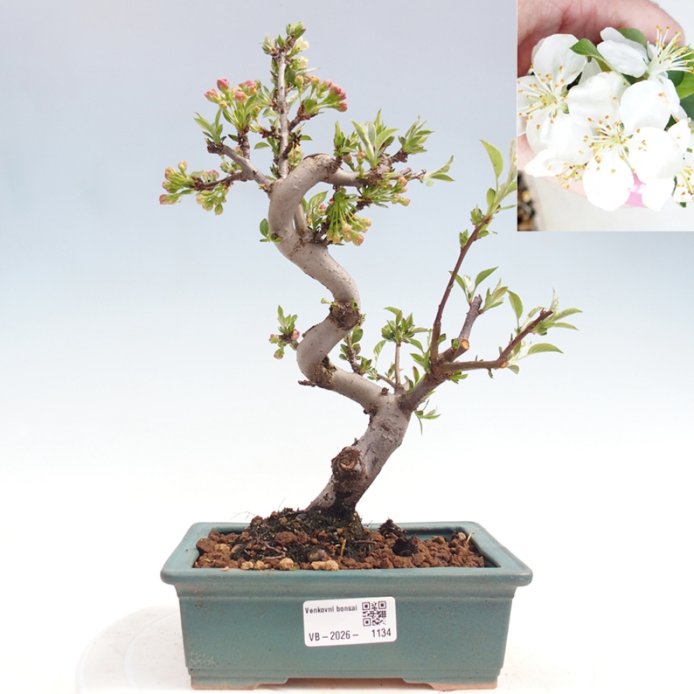 Outdoor Bonsai - Malus sargentii - Kleinfrüchtiger Apfelbaum