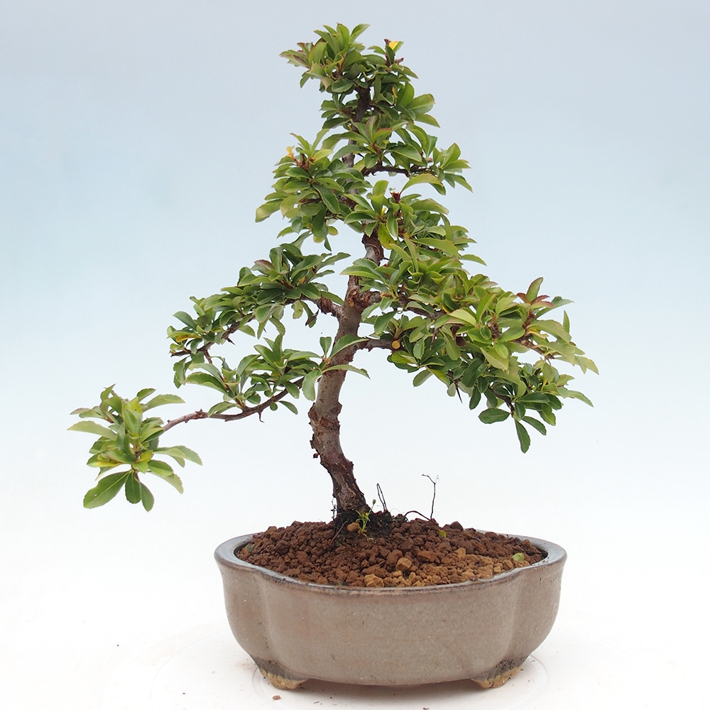 Freiland-Bonsai-Pyracantha Teton -Hlox