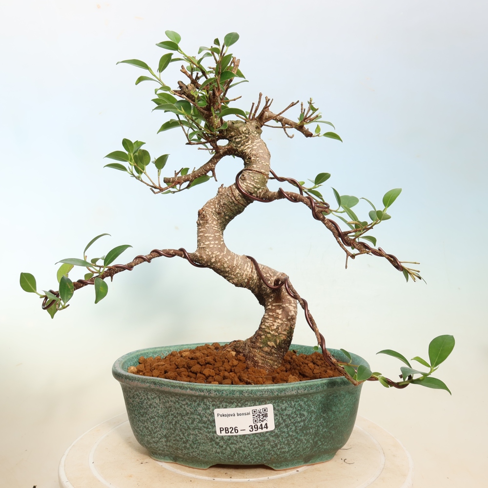 Zimmerbonsai - Ficus kimmen - Kleinblättriger Ficus