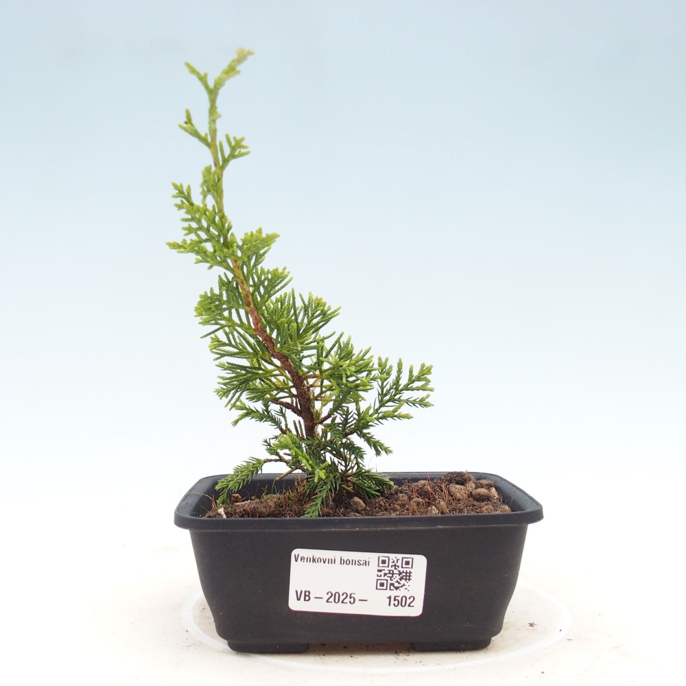 Bonsai für draußen - Juniperus chinensis Itoigawa