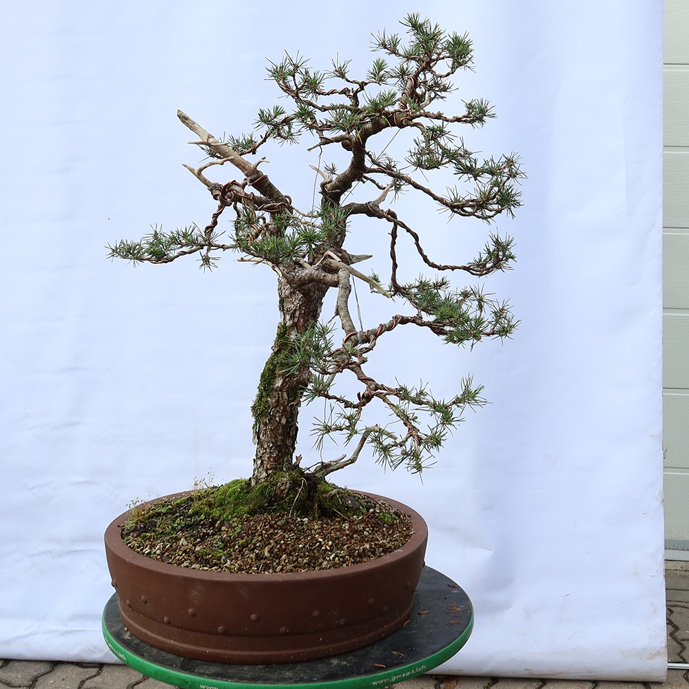 Pinus sylvestris Spanien – Waldkiefer