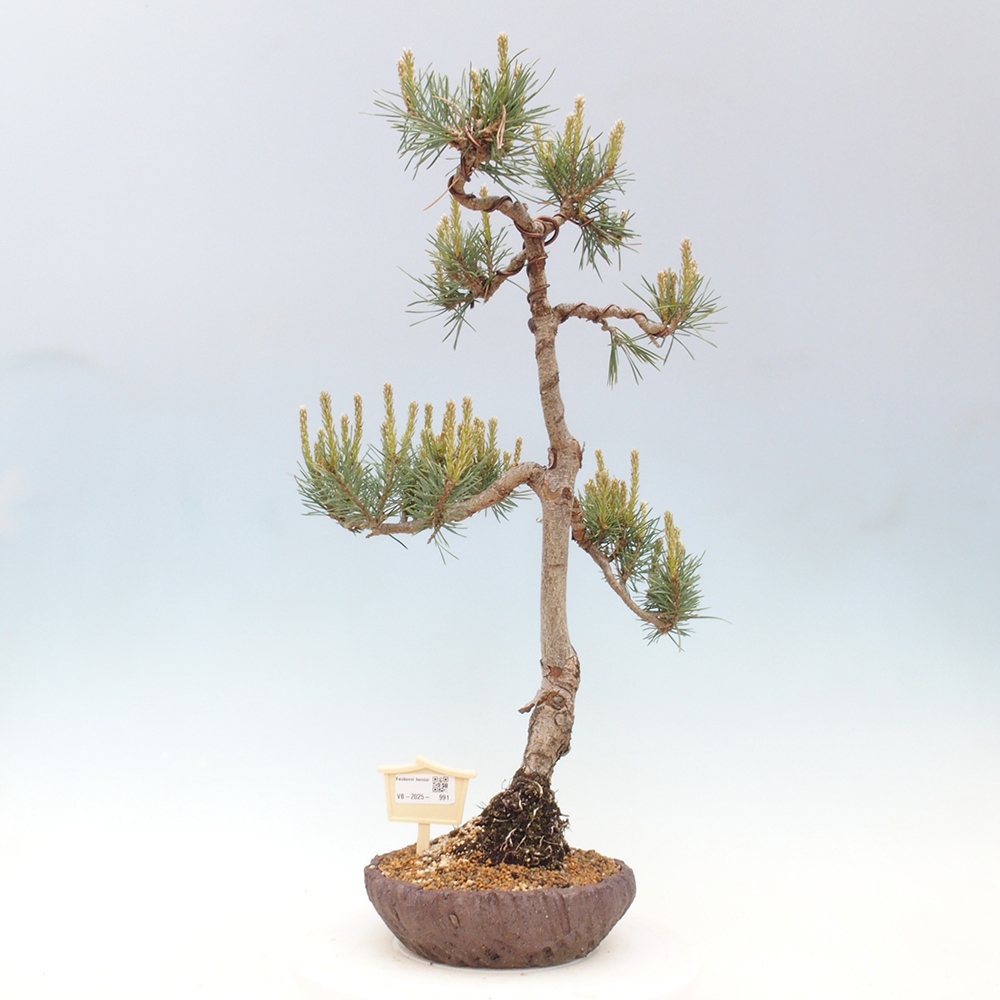Bonsai für draußen - Pinus Sylvestris Watererri - Waldkiefer