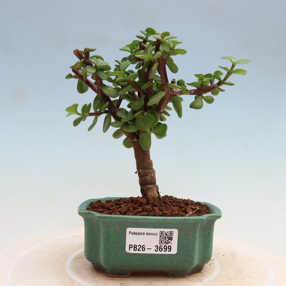 Zimmer Bonsai - Portulakaria Afra - Tlustice
