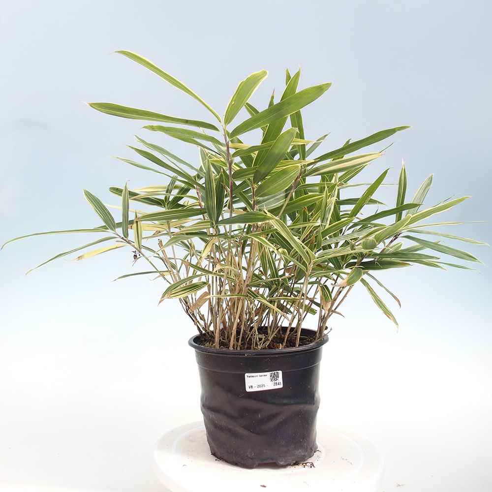 Bonsai für draußen - Sasaella masamuneana Albostriata - Bambus