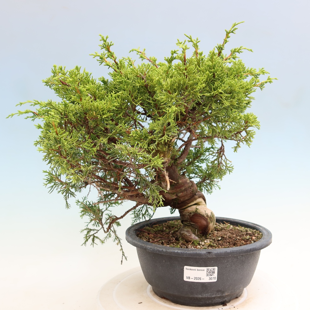 Bonsai für draußen - Juniperus chinensis Itoigawa-Juniperus chinensis