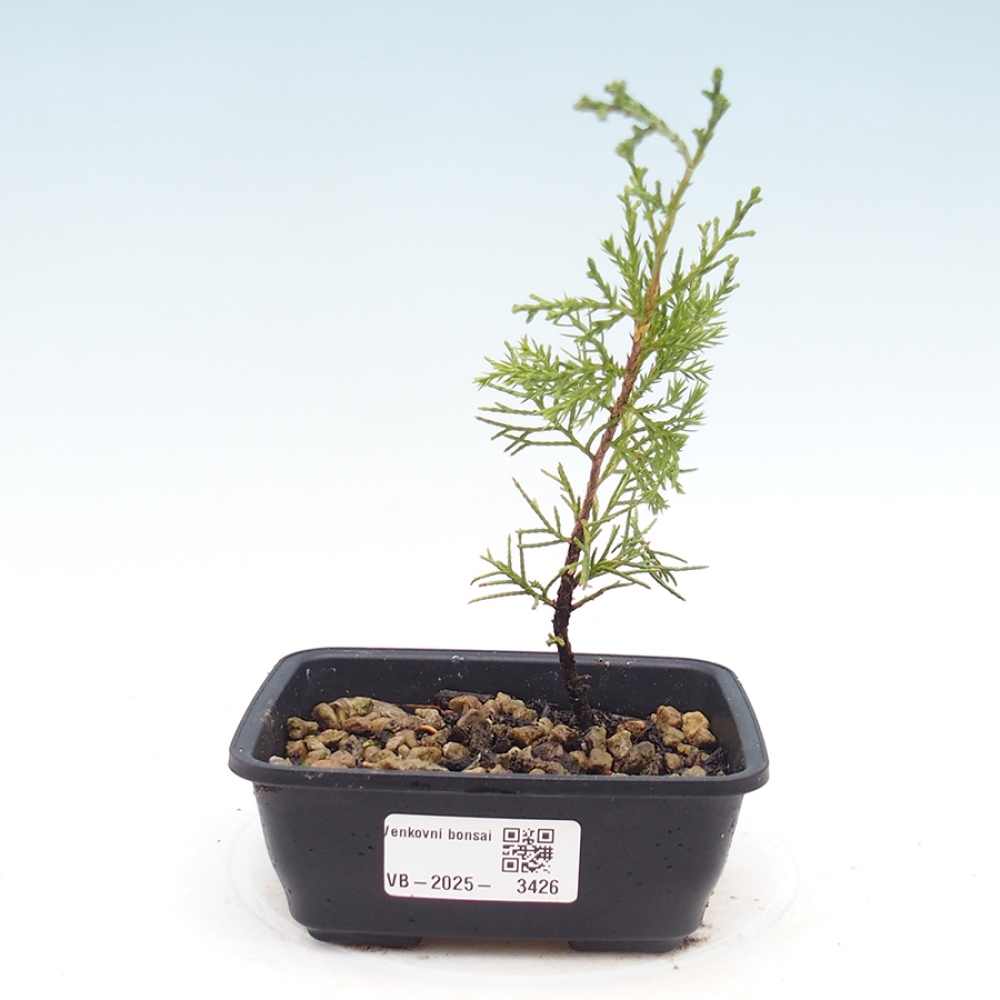 Bonsai für draußen - Juniperus chinensis Itoigawa