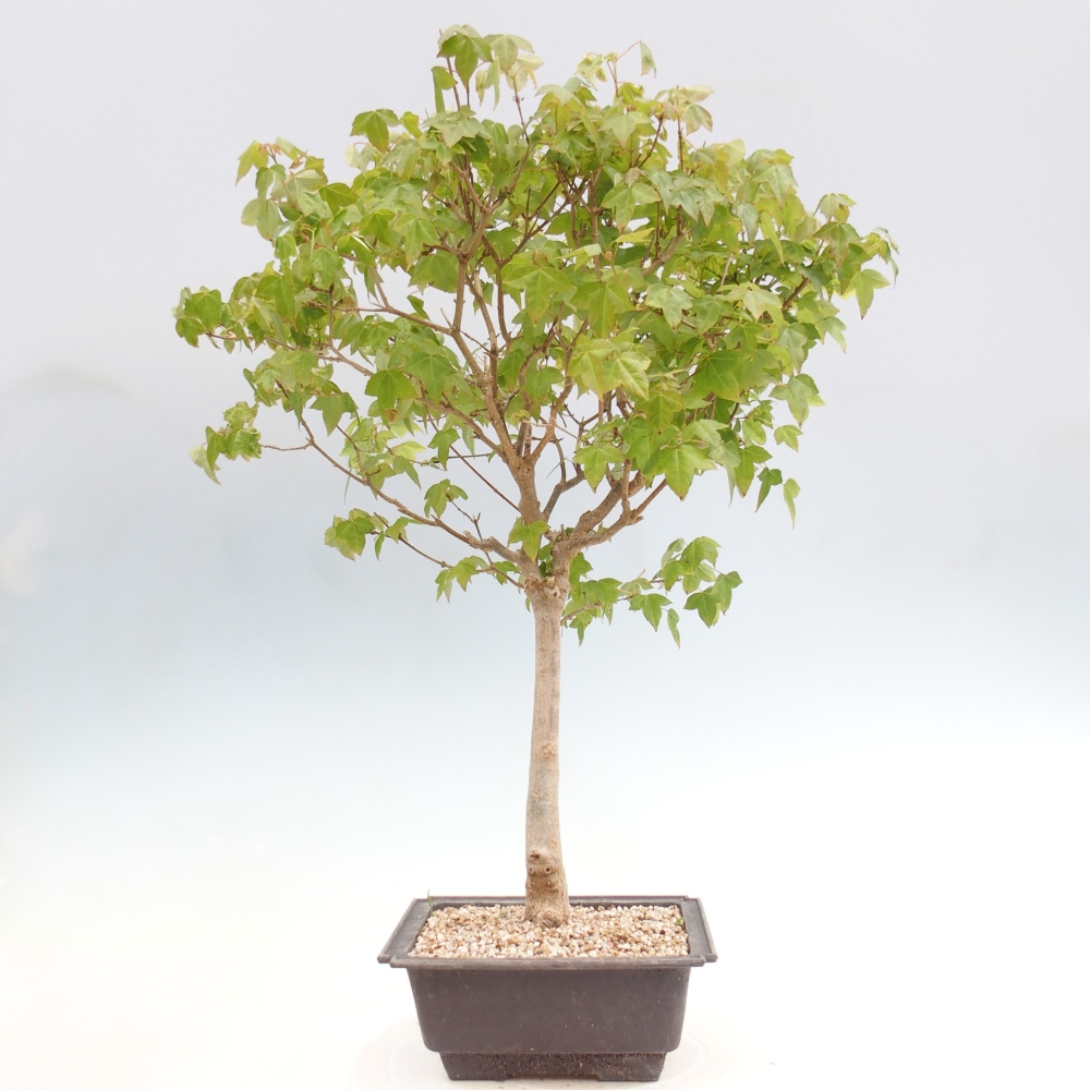 Bonsai für draußen - Acer Buergerianum - Bergahorn