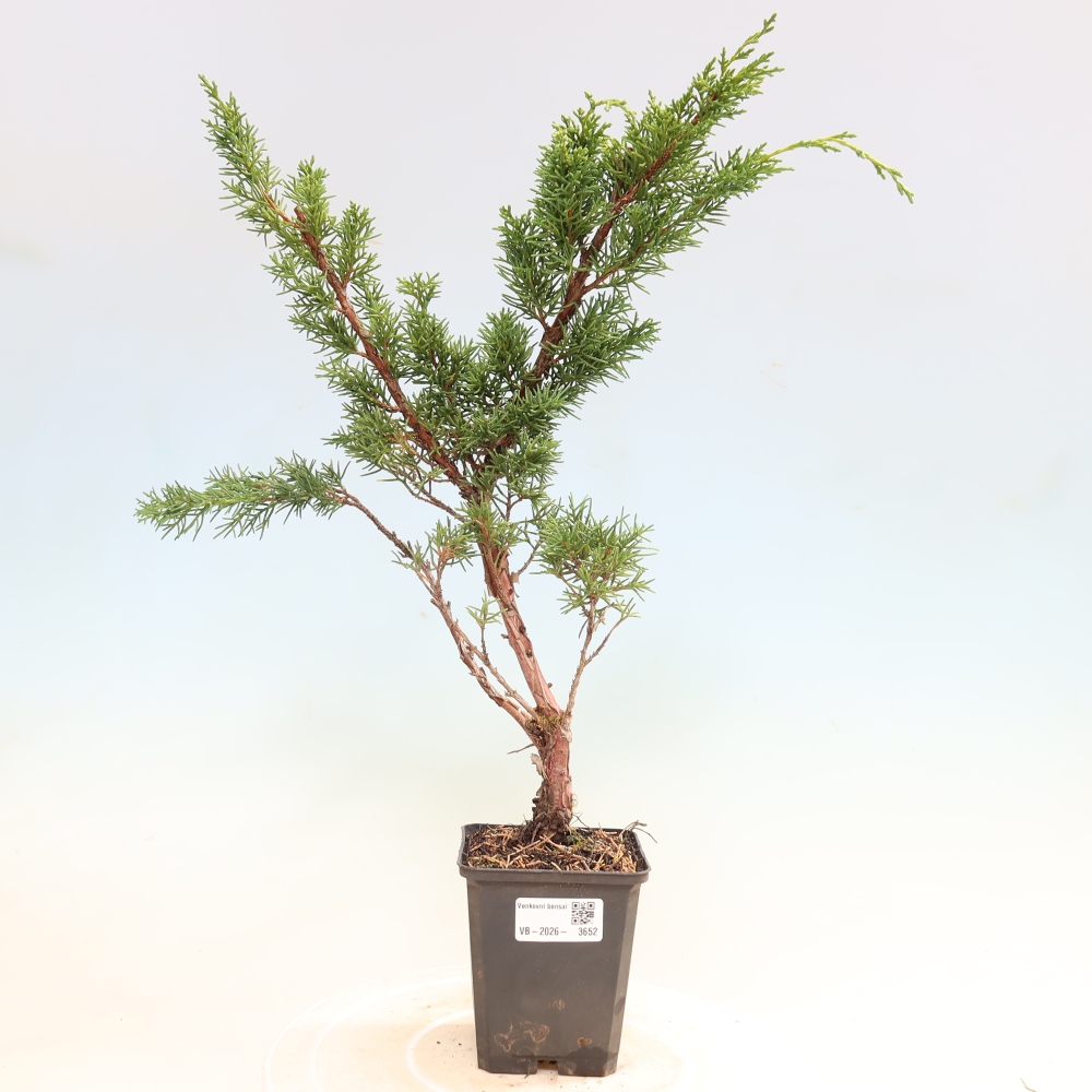 Bonsai für draußen - Juniperus chinensis Kishu