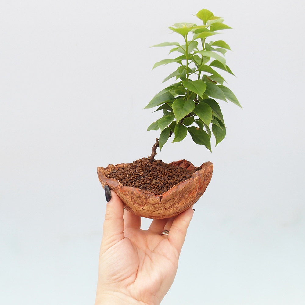 Zimmer Bonsai - Bouganwilea