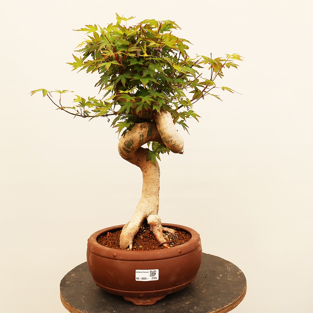Bonsai für draußen - Ahorn palmatum - Palmen