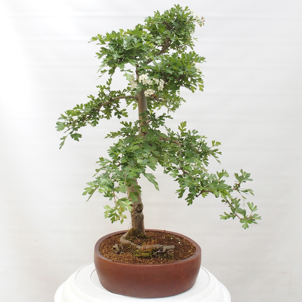 Bonsai für draußen - Weißdorn - Crataegus monogyna