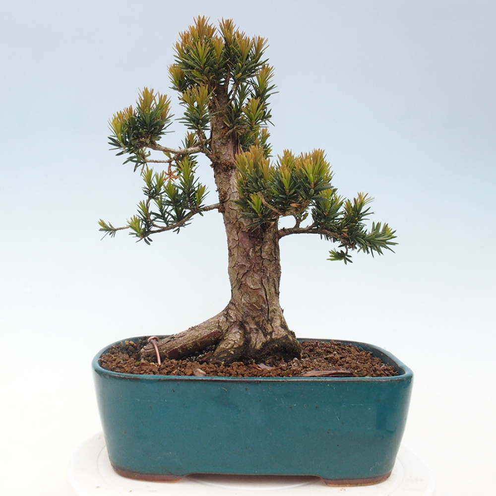 Bonsai für draußen - Taxus cuspidata - Japanische Eibe