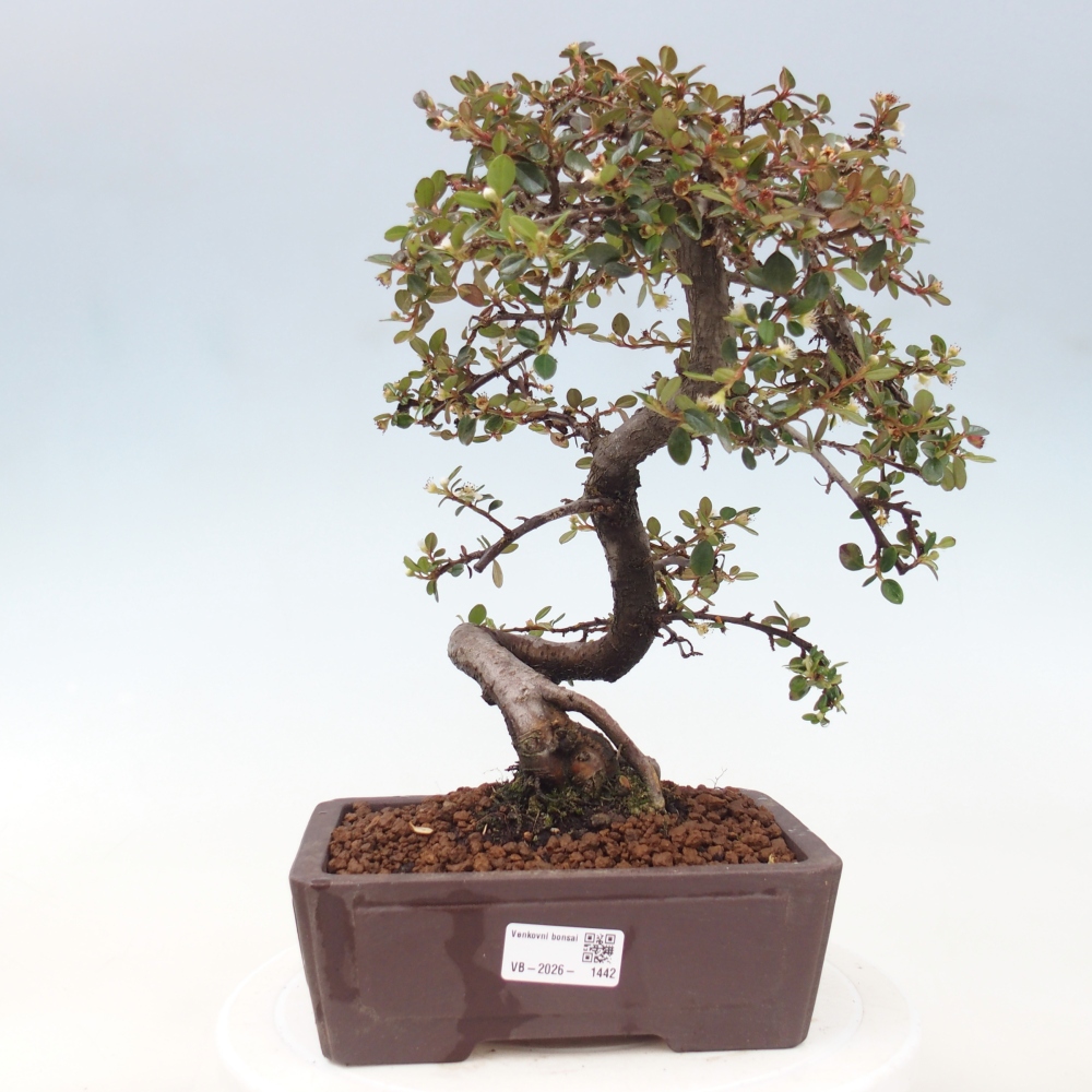 Freiland-Bonsai-Cotoneaster dammeri - Damer's Rock