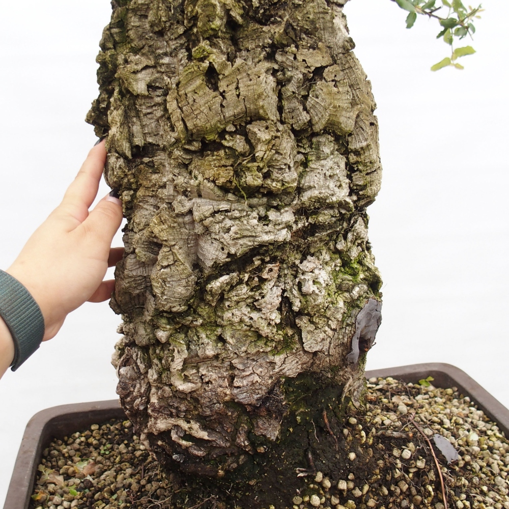 Freiland Bonsai Quercus suber - Korkeiche