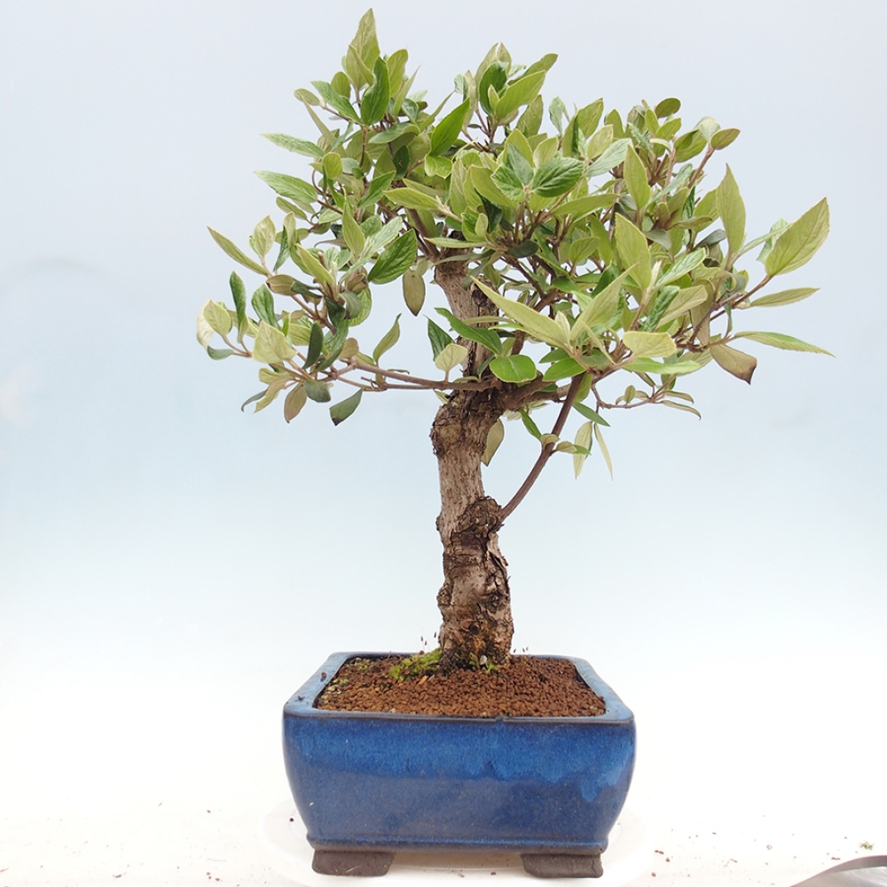 Bonsai für draußen - Kalina Bodnanská - Viburum carlesii hemsi