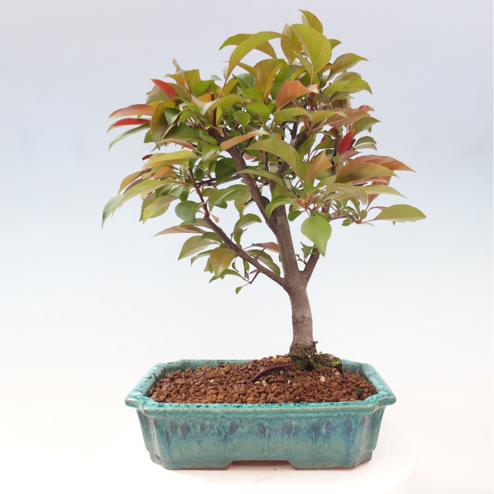 Outdoor-Bonsai -Malus domestica - Kleinfrüchtiger rotblättriger Apfelbaum